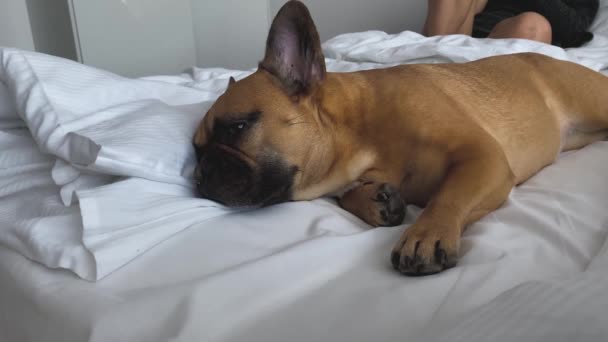 Cão Encantador Bulldog Francês Descansando Cama Com Lençóis Brancos Lado — Vídeo de Stock