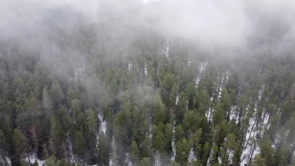 Воздушный Беспилотник Просматривает Облака Туман Туман Заснеженном Еловом Лесу — стоковое видео