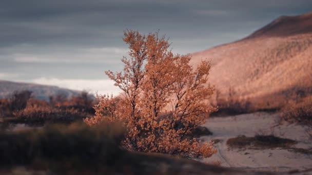 Písečné Duny Severu Trpasličí Bříza Pokrytá Jasnými Podzimními Listy Houpajícími — Stock video
