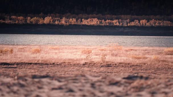 Sandy River Bankası Nehir Yavaşça Akıyor Nce Çimenler Rüzgarda Sallanan — Stok video