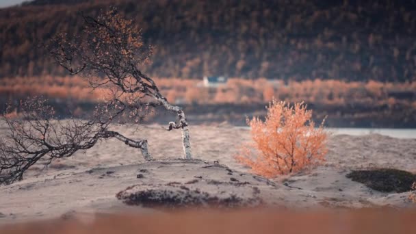 Sandy Flodstrand Dvärgbjörkar Som Vrids Vinden Täckta Ljusa Höstlöv Tät — Stockvideo