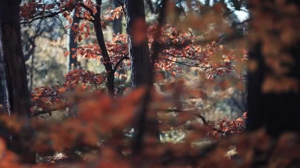 Hojas Coloridas Otoño Espesa Maleza Del Bosque Iluminadas Por Sol — Vídeos de Stock