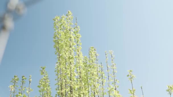 Plantas Com Céu Fundo — Vídeo de Stock