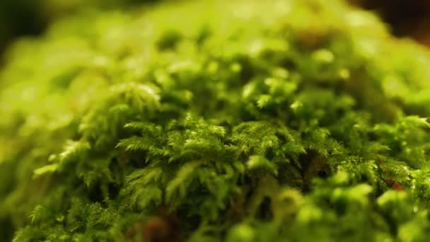 Cinematic Nature Macro Shot Some Forest Moss Rock — Stock Video