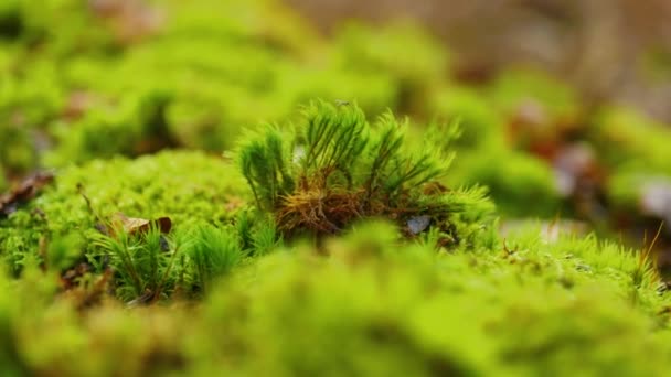 Fotografía Macro Naturaleza Cinematográfica Algún Musgo Del Bosque Sobre Una — Vídeo de stock