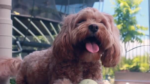 兴奋的卡瓦波小狗守护着球 抬头看着摄像机 — 图库视频影像