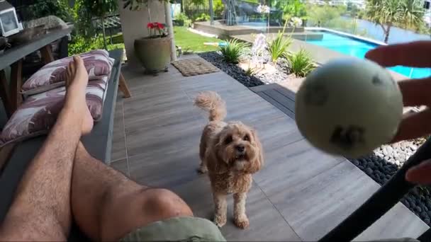 Homem Sentado Casualmente Jogando Uma Bola Para Pequeno Cachorro Cavapoo — Vídeo de Stock
