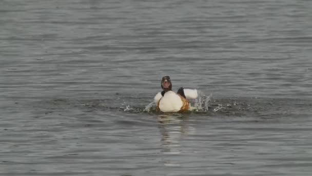アヒルは湖で泳いでいる間に羽を掃除しています — ストック動画