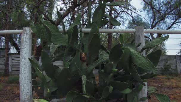 Opuntia Ficus Indica Kalın Armut Kaktüsü Tel Örgülerin Ortasında Bir — Stok video