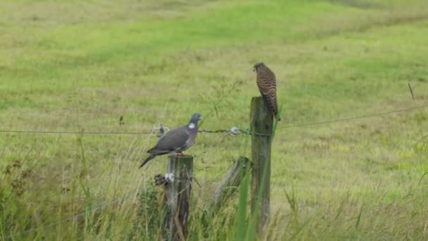 Pigeon European Kestrel Perched Wooden Post Field — Stock Video