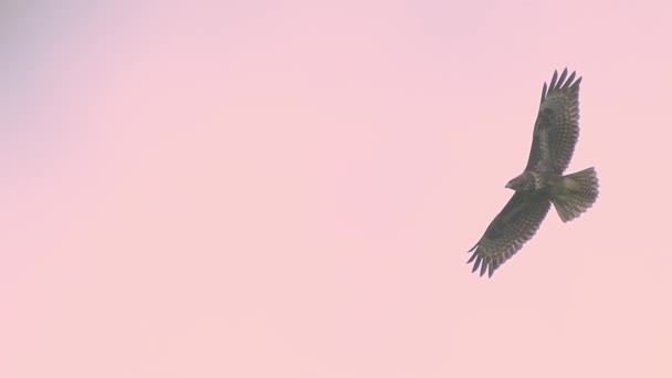 Slow Motion Video Mighty Hawk Flying High Pinkish Sky — Stock Video