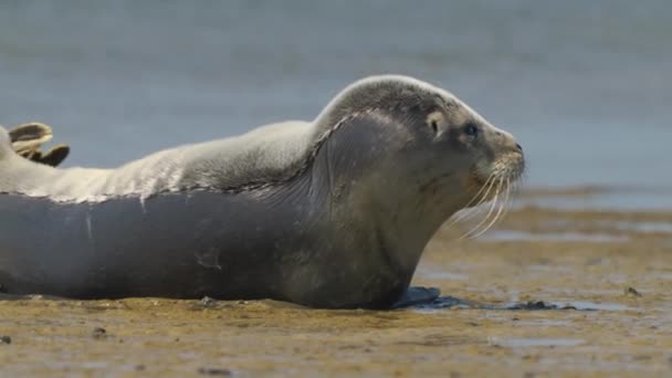 Niedliche Robbe Strand Stretching Flossen Augen Und Sonnen — Stockvideo