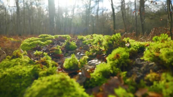 Cinematic Nature Macro Shot Some Forest Moss Rock Sunlight — Stock Video