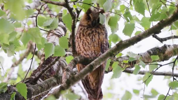 Een Mooie Uil Nestelt Zich Overdag Een Boomtak — Stockvideo