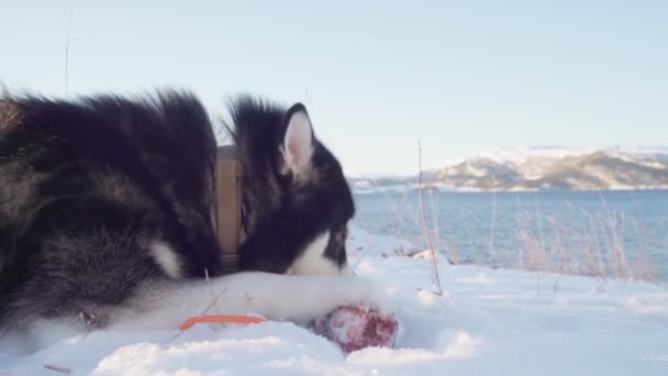 Czysty Alaskan Malamute Dog Gryzie Kości Mięsa Leżąc Śniegu Pobliżu — Wideo stockowe