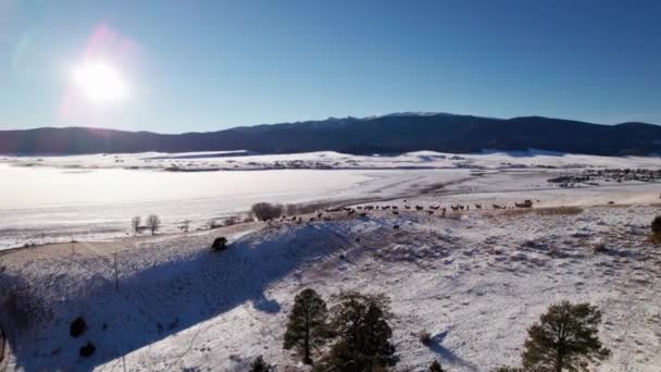 Drone Shot Elk Mountainside Sunset Distance — Stock Video