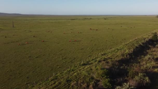 Dron Tlačí Stádo Dobytka Pasoucích Uruguayi — Stock video