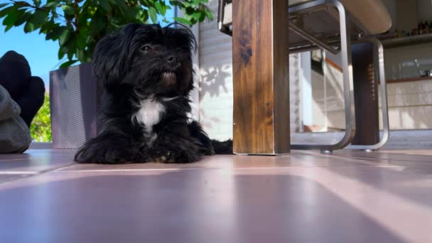 Black Bolonka Zwetna Dog Sits Comfortably Tiles — Stock Video