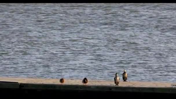 Cormoranes Patos Tomando Sol Embarcadero — Vídeo de stock