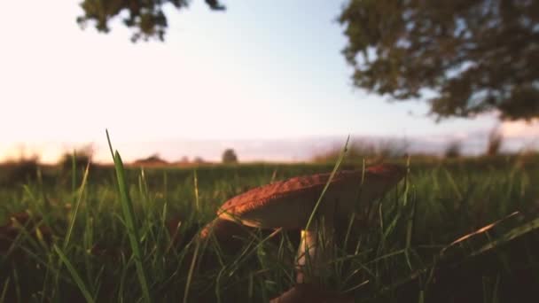 Dolly Hors Prise Vue Champignons Sauvages Dans Nature Vue Cinématographique — Video