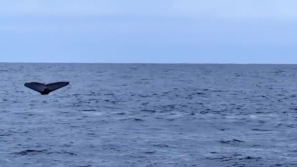 Ουρά Μιας Φάλαινας Χαιρετάει Καθώς Εξαφανίζεται Κάτω Από Την Επιφάνεια — Αρχείο Βίντεο