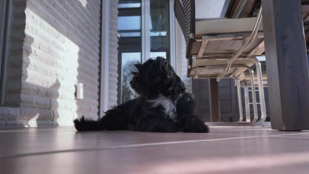 Black Bolonka Zwetna Dog Sits Comfortably Tiles — Stock Video