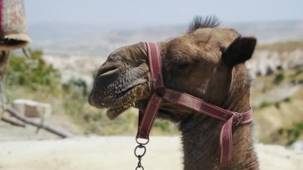 Gros Plan Bouche Tête Chameau Ralenti Cappadoce — Video