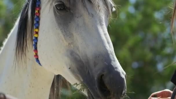 スローモーションで馬の頭を愛する女性のクローズアップショット 愛と友情の概念 — ストック動画