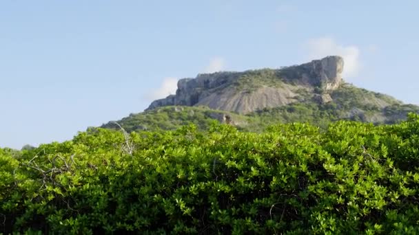 Patrząc Szczyt Epickiej Góry Tafelberg Przez Las Namorzynowy Curacao Karaibach — Wideo stockowe