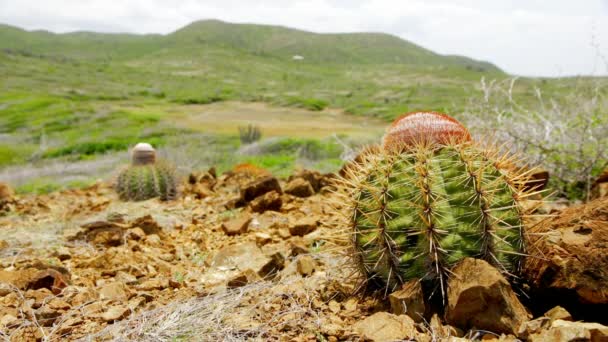 Vasto Paesaggi Ondulati Curacao Caraibi Con Piccolo Cactus Melone Fiorito — Video Stock