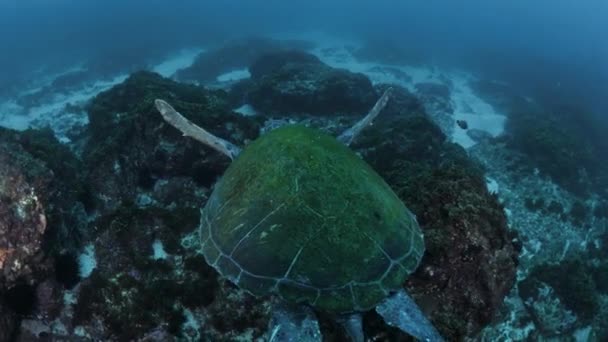 Scuba Diver Large Green Sea Turtle Glides Blue Ocean Currents — Stock Video