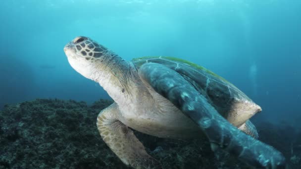 Eine Grüne Meeresschildkröte Gleitet Mühelos Einem Taucher Vorbei Richtung Einer — Stockvideo