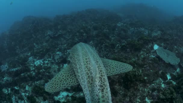 一只斑点鲨鱼在岩石海洋珊瑚礁系统上游动时跟随它的独特水下景观 — 图库视频影像