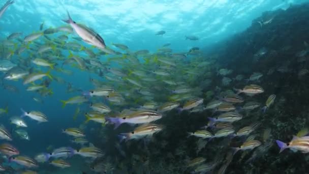 グレートバリアリーフシステム上のライトブルーの海とのカラフルな熱帯魚のコントラストの学校 — ストック動画