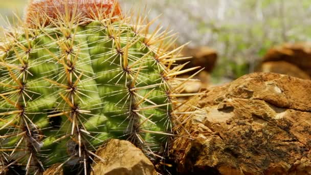 Panning Detalj Skott Liten Spikey Kaktus Blomma Sitter Bland Lavastenar — Stockvideo