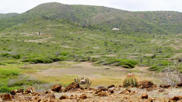 Paysages Vastes Ouverts Collines Curaçao Caraïbes Petits Cactus Premier Plan — Video