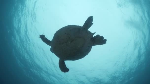 青い海の表面に向かって泳ぐ大きなウミガメのシルエット 水中ならではの景色 — ストック動画