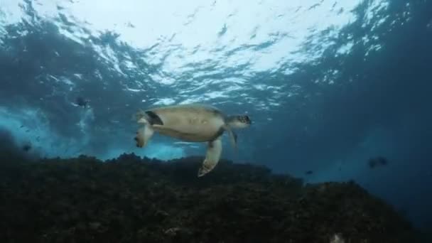 东方清晨看到一只热带海龟在浅水中游泳 — 图库视频影像