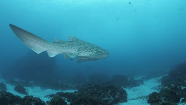 サメの生殖器を見上げるユニークな水中の景色は スキューバダイバーのグループに向かって滑ります — ストック動画