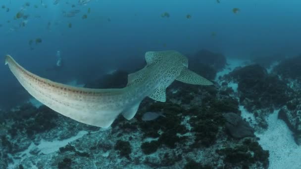 Unique Underwater Close View Shark Glides Ocean Moving Its Tail — Stock Video