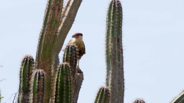 Crested Caracara Natura Arroccato Cactus Curacao Caraibi — Video Stock