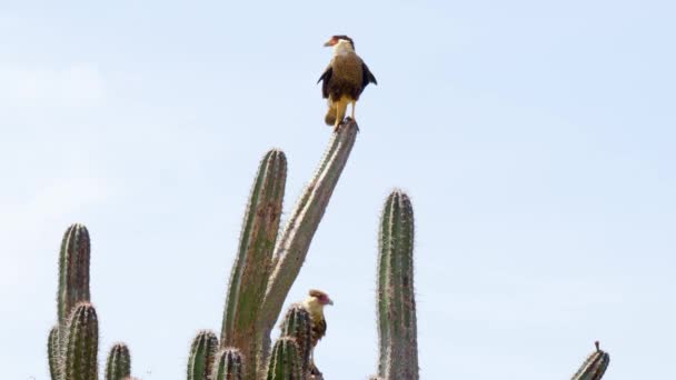 Due Uccelli Caracaresi Appollaiati Una Grande Pianta Cactus Sull Isola — Video Stock