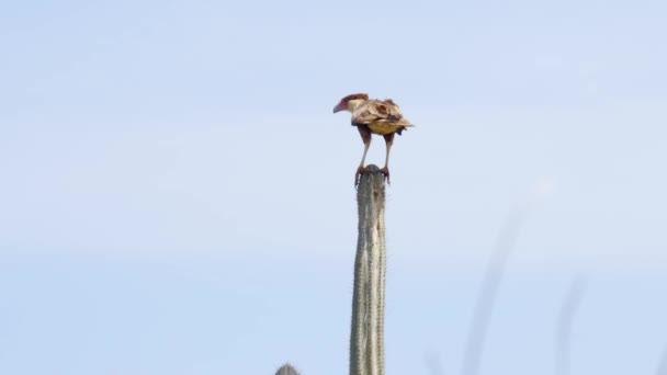 Wild Crested Caracara Sitter Ovanpå Kaktus Söker Landskap Curacao Karibien — Stockvideo