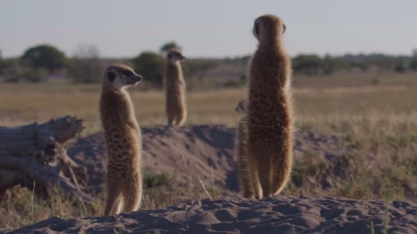 Meerkats Sunning Den Afrikanska Solen — Stockvideo