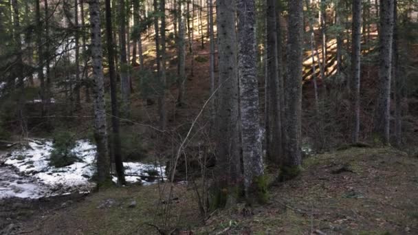 Kış Boyunca Yoğun Ağaçlarla Kaplı Buzlu Bir Nehir Sağa Dönüş — Stok video