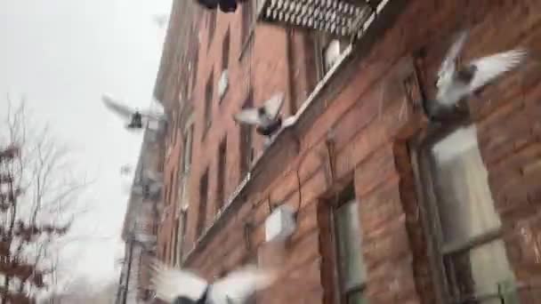 Pombos Descem Terra Neve Coberta Calçada Cidade Nova York — Vídeo de Stock