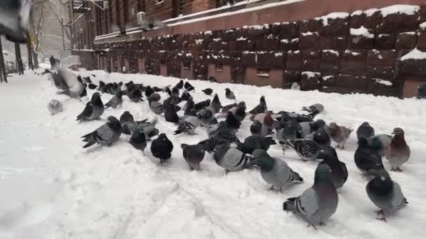 Pombos Voam Perto Câmera Calçada Nova York Com Neve — Vídeo de Stock