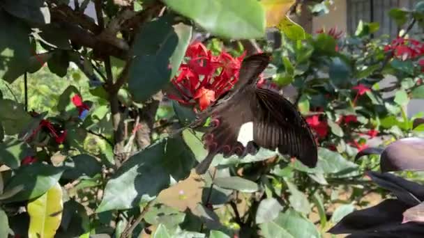 Common Mormon Butterfly Hovering Collecting Nectar Jungle Geranium Flower Dalam — Stok Video