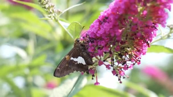 Mariposa Con Una Lengua Plata Revés Extremo Arbusto Mariposa 22Sec — Vídeos de Stock