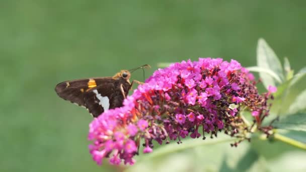 Papillon Avec Une Langue Argentée Sur Dessus Buisson — Video